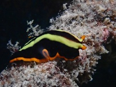 Pseudoceros dimidiatus