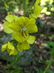 Verbascum spectabile