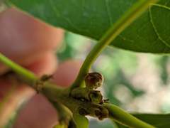 Callirhytis perditor