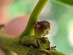 Callirhytis perditor