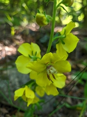 Verbascum spectabile