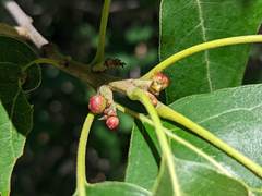 Callirhytis perditor