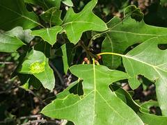 Callirhytis perditor