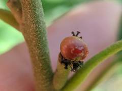 Callirhytis perditor