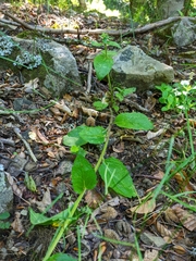 Verbascum spectabile
