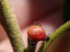 Callirhytis perditor