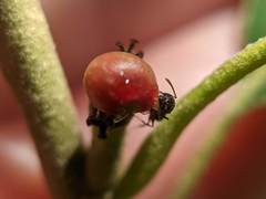 Callirhytis perditor