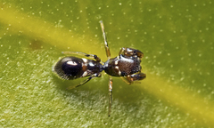 Ligonipes