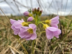 Cardamine polemonioides