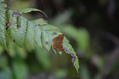 Antillea pelops