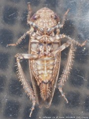 Paraphlepsius tennessus