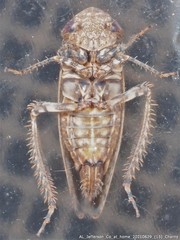 Paraphlepsius tennessus