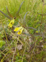Melampyrum pratense
