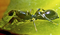 Ligonipes