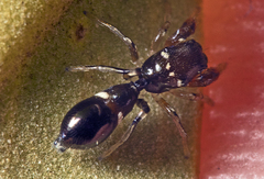 Ligonipes