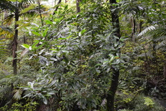 Sapium laurocerasus
