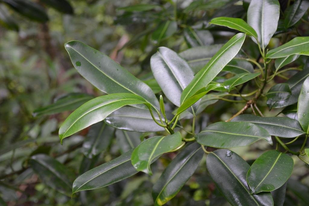 Sapium laurocerasus