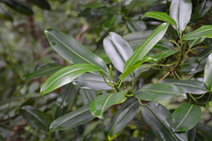 Sapium laurocerasus