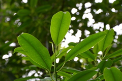 Sapium laurocerasus
