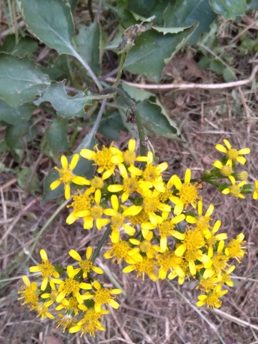 Senecio brachypodus, photograph 5