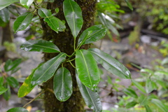 Sapium laurocerasus