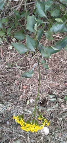 Senecio brachypodus, photograph 6