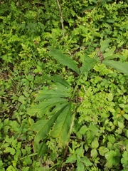 Arisaema heterophyllum