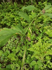 Arisaema heterophyllum