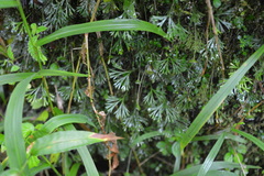 Elaphoglossum peltatum