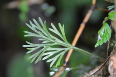 Elaphoglossum peltatum