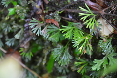 Elaphoglossum peltatum