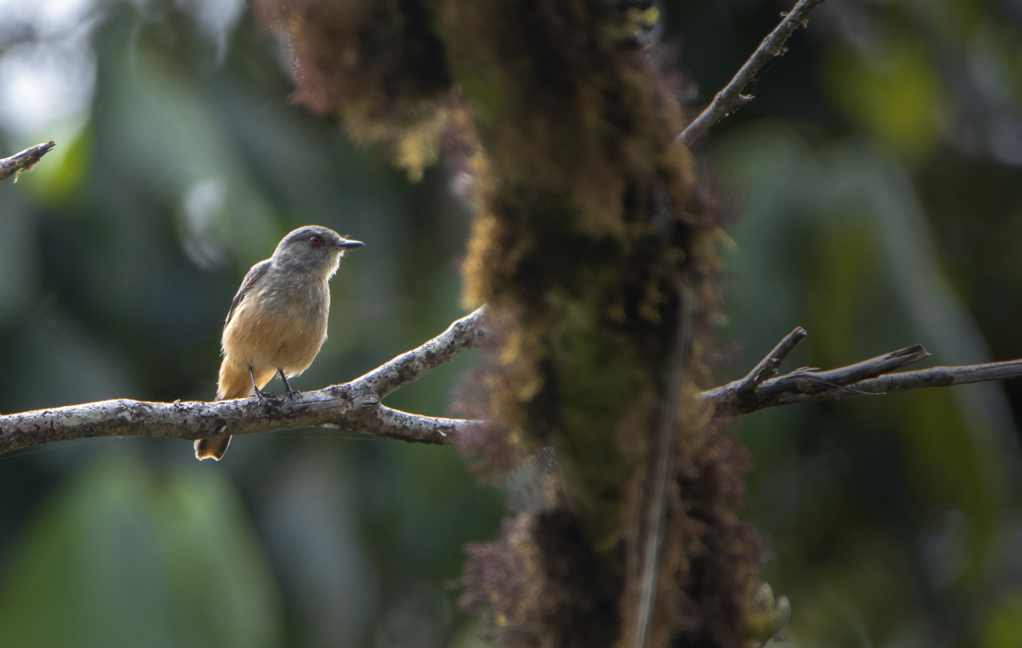 Rufous-tailed Tyrant (Knipolegus poecilurus), photo 4