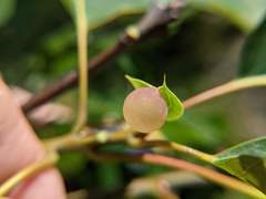 Amphibolips nubilipennis