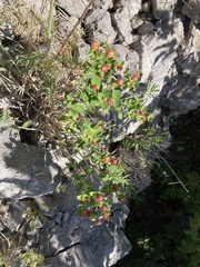 Euphorbia fragifera