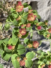Euphorbia fragifera