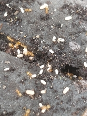 Lasius brevicornis
