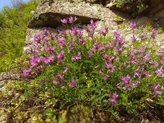 Astragalus ceratoides