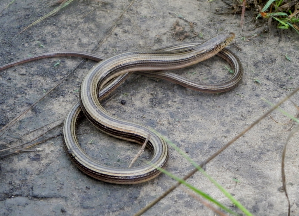 Plain-necked Glass Lizard