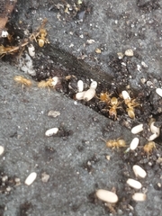 Lasius brevicornis