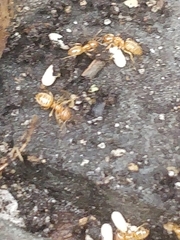 Lasius brevicornis