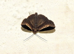 Lophoptera squammigera