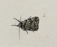 Yula muscosa