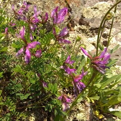 Astragalus ceratoides