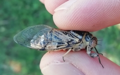 Cicadatra platyptera