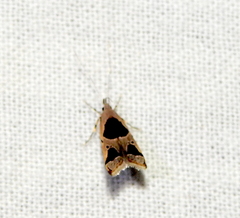 Deltoplastis commatopa