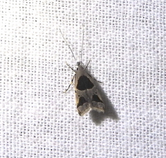 Deltoplastis commatopa