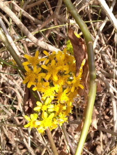 Senecio brachypodus, photograph 3