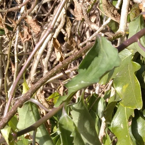 Senecio brachypodus, photograph 4