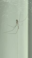 Pholcus phalangioides
