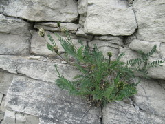 Astragalus inopinatus